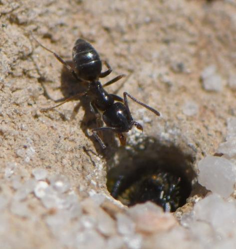 Tapinoma sp.